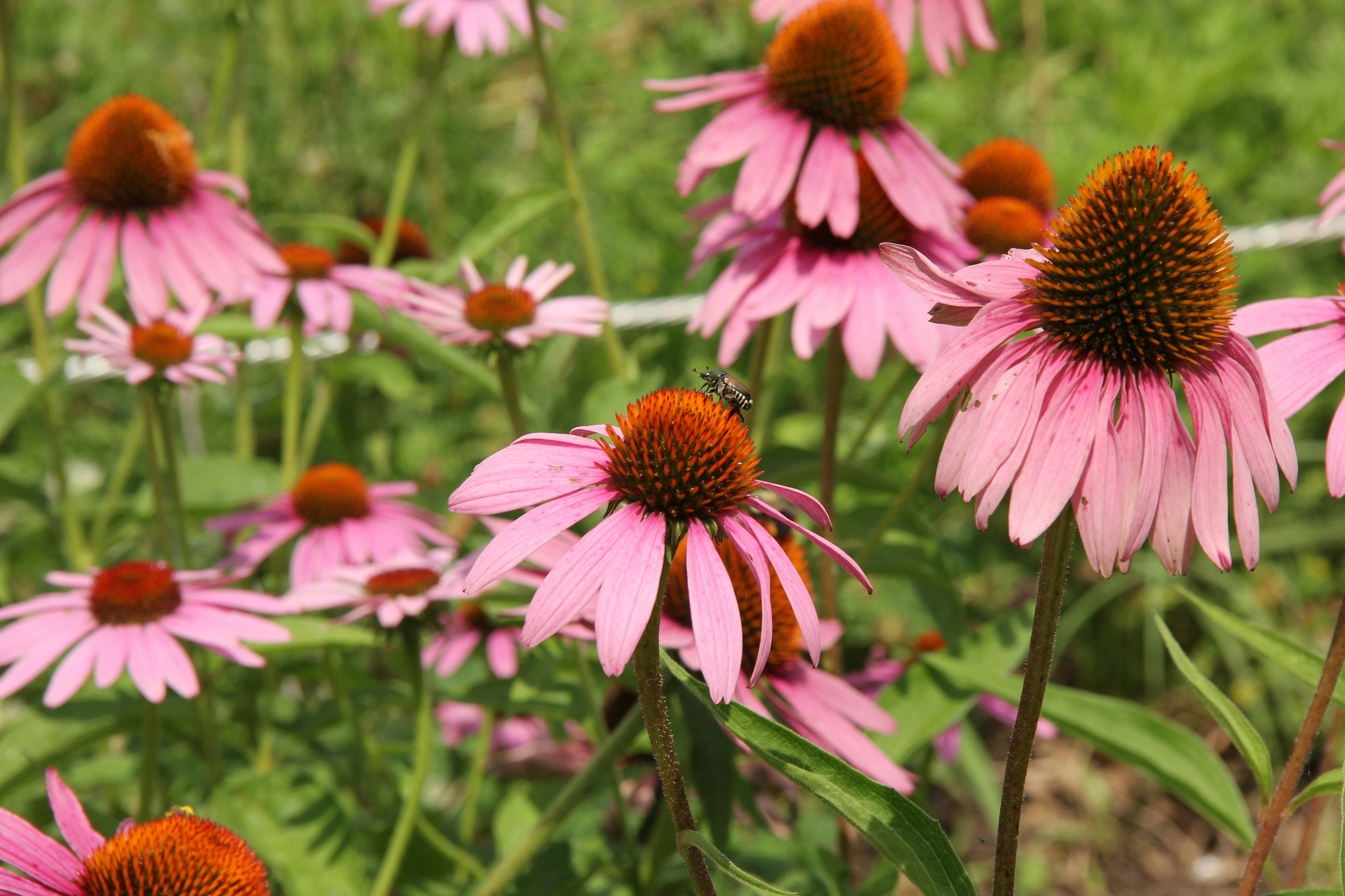 Echinacea tinctuur - alcoholvrij