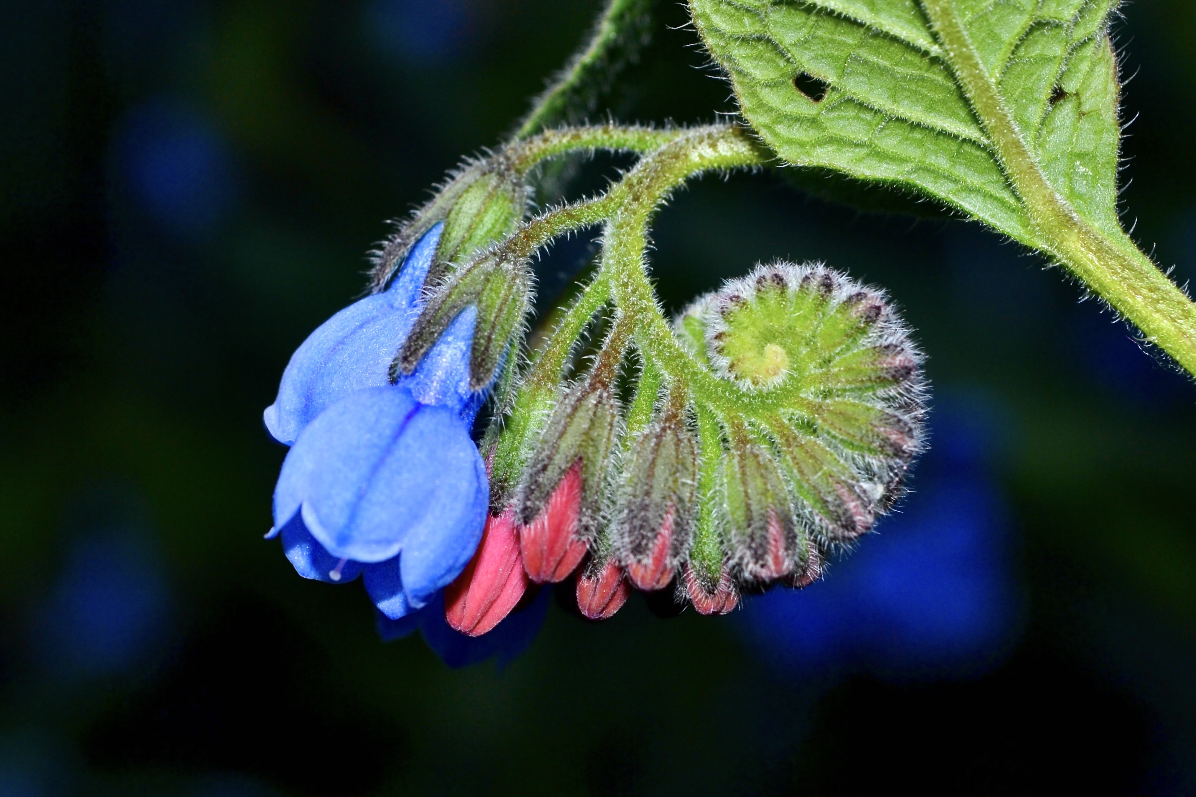 Smeerwortel: natuurlijke hulp bij blessures en artrose