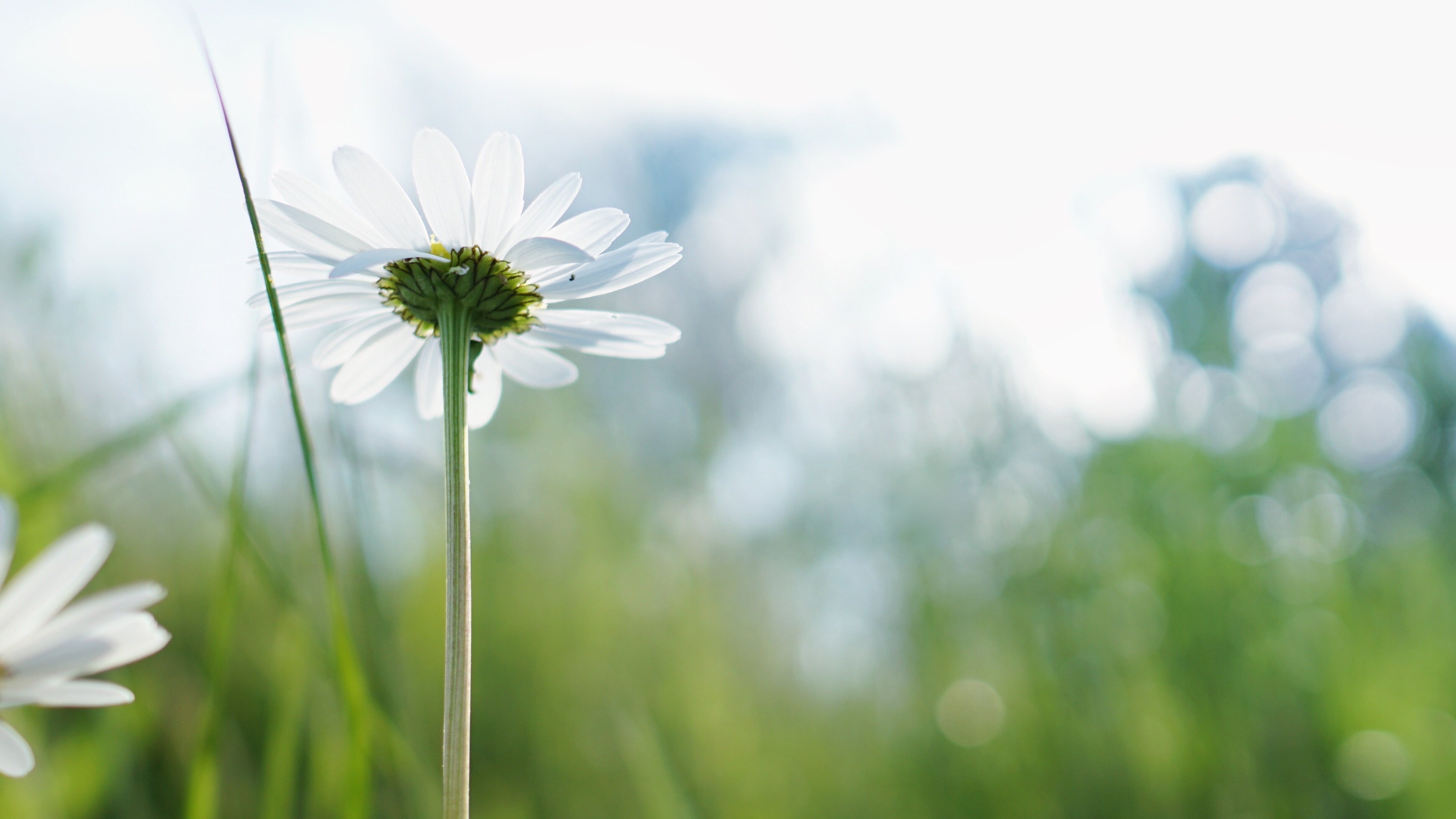 Optimisme en gezondheid: Een blij hart