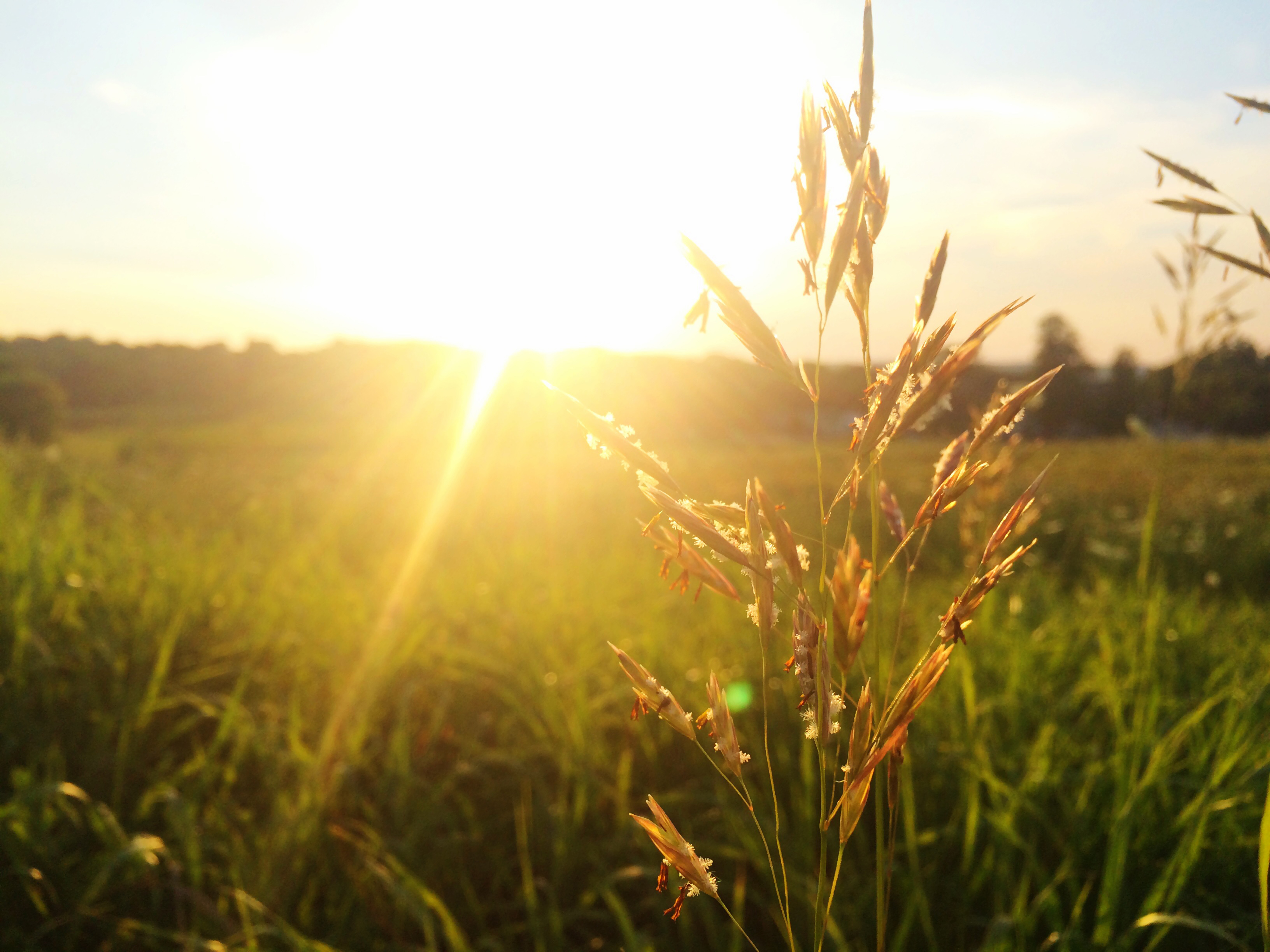 Vitamine D